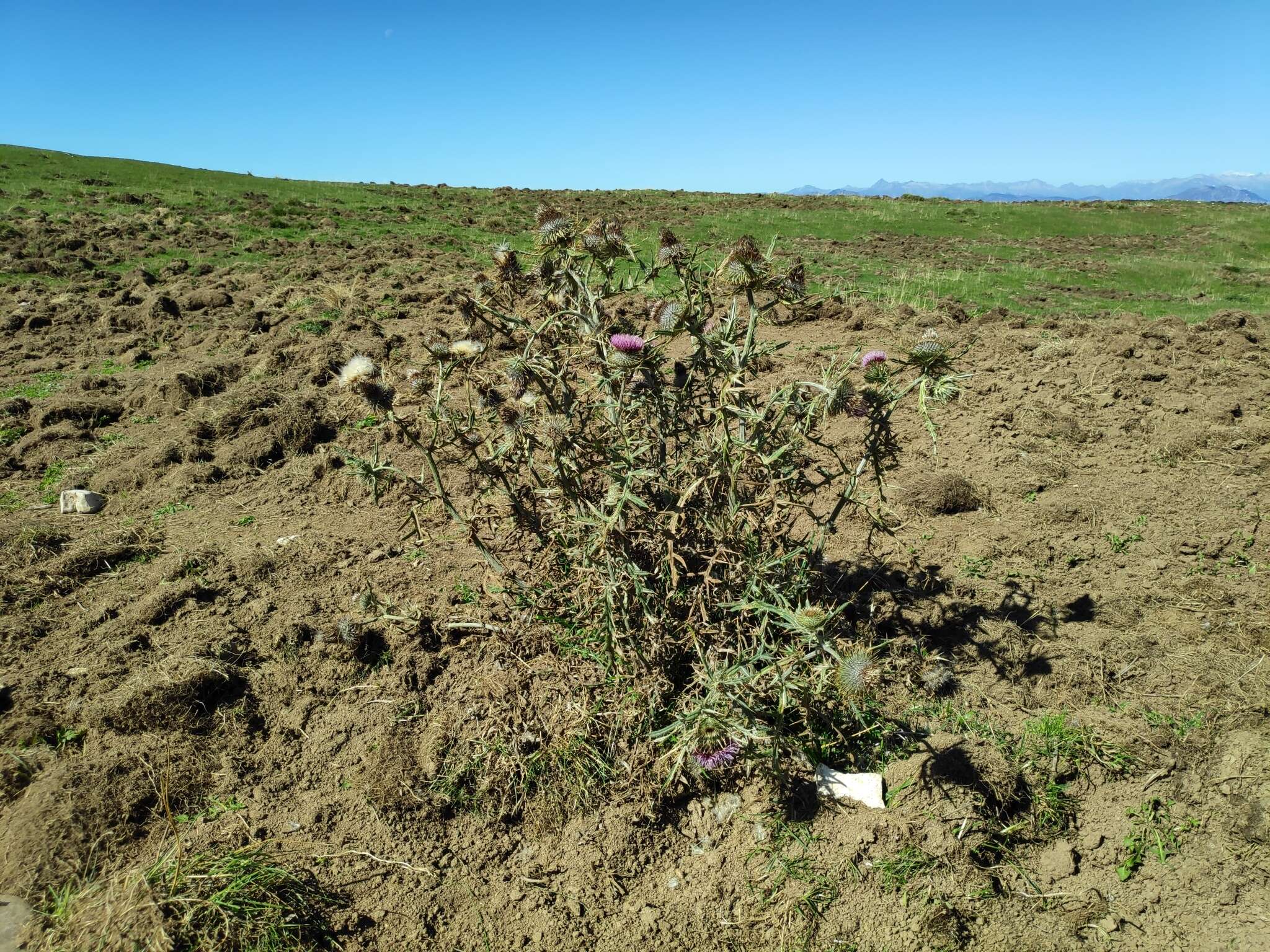 Image of Cirsium morisianum Rchb. fil.