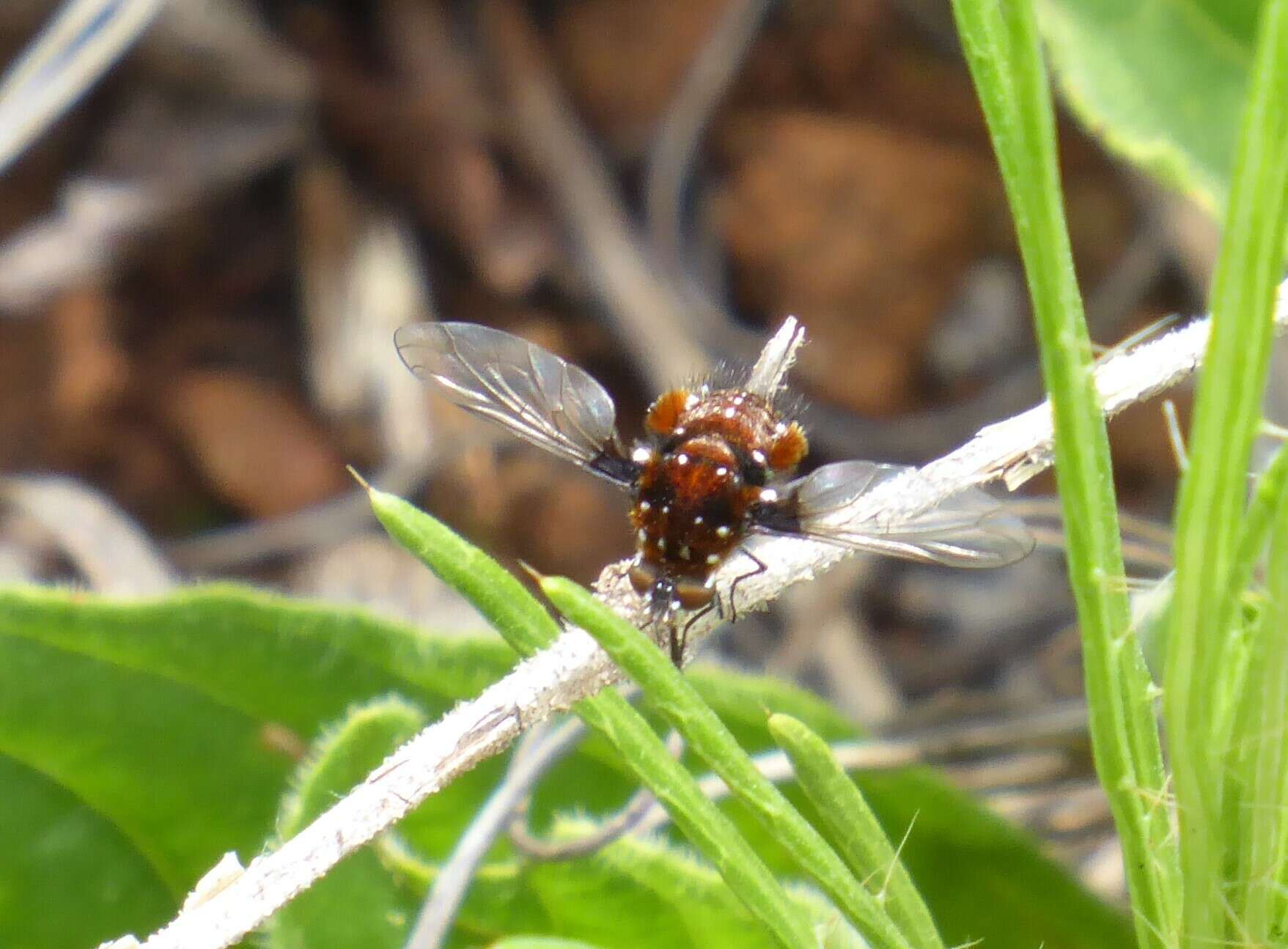 Image of Elegant Bee Fly