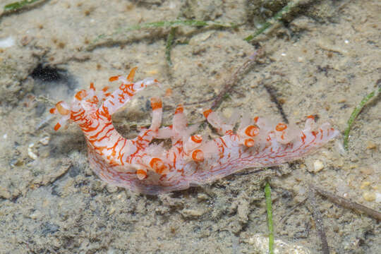 Image of Bornella stellifera (A. Adams & Reeve)