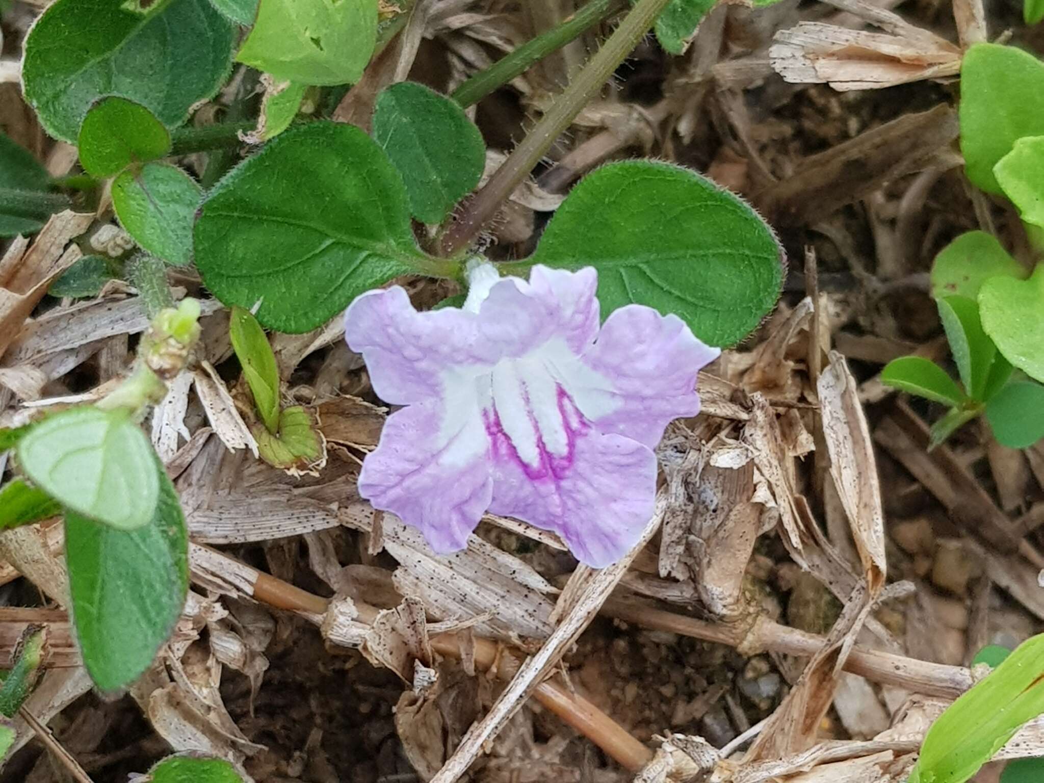 Sivun Ruellia repens L. kuva