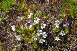 Image of Euphrasia dyeri Wettst.