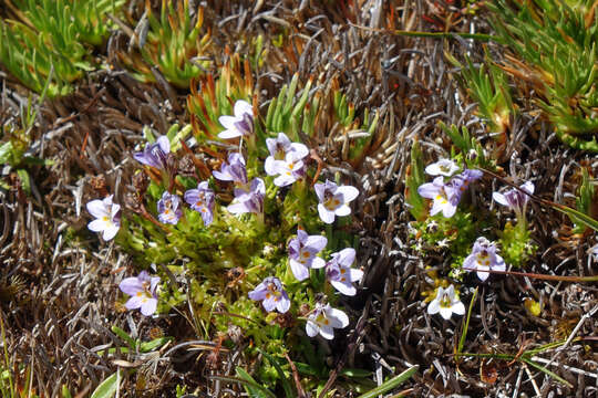 Imagem de Euphrasia dyeri Wettst.