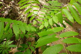 Image of Argus pheasant tree