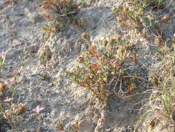 Image de Teucrium pumilum Loefl. ex L.