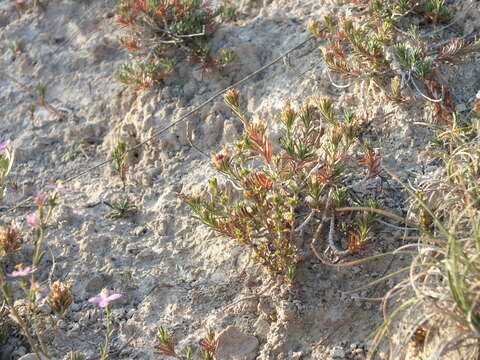 Plancia ëd Teucrium pumilum Loefl. ex L.