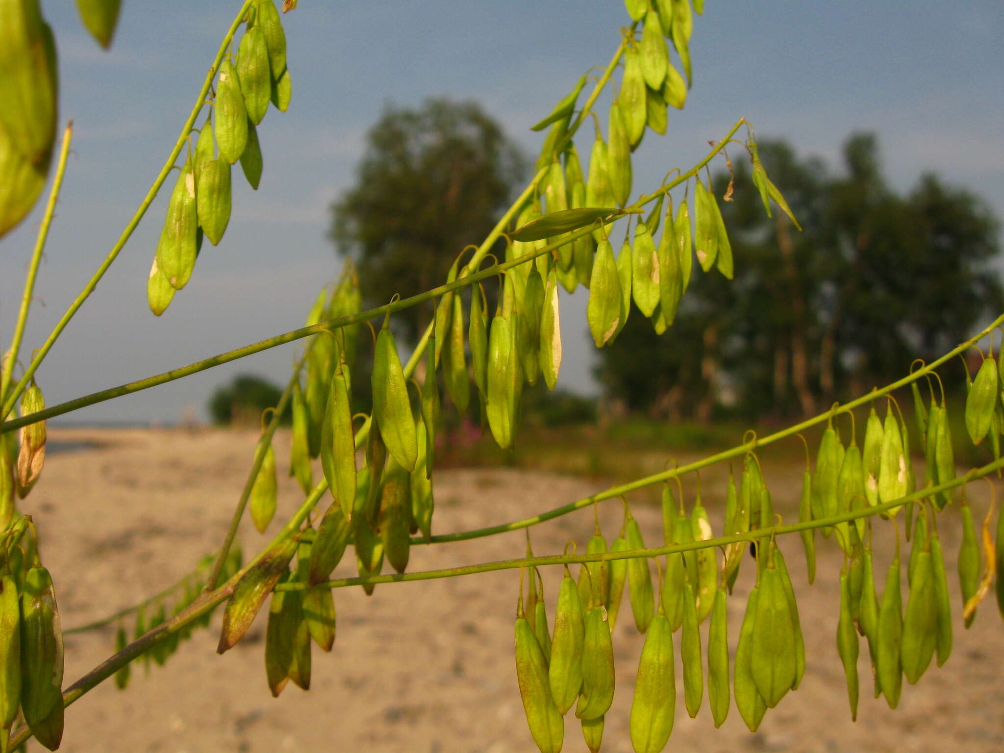 Image of woad