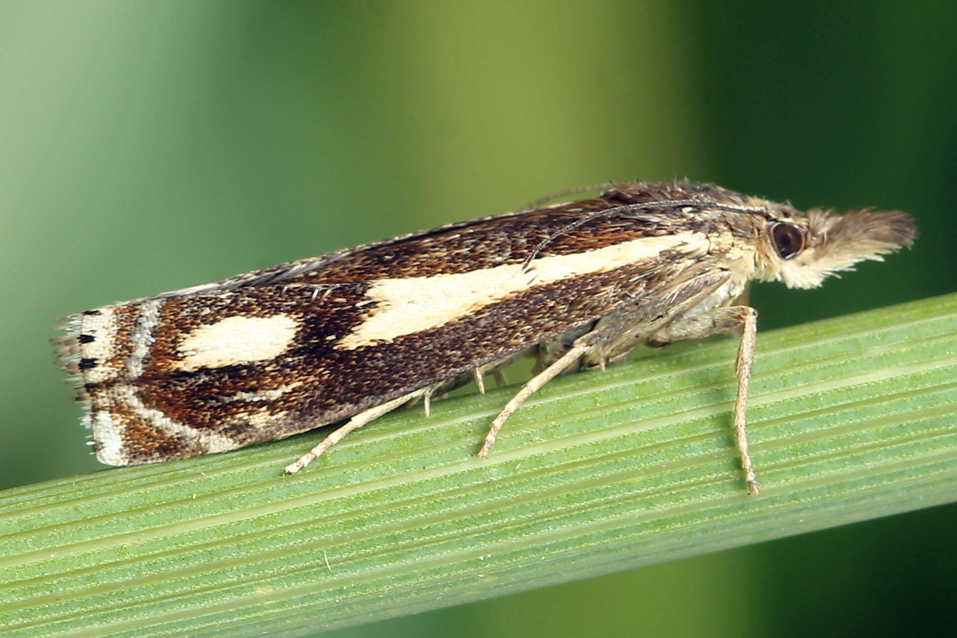 Image of Crambus heringiellus Herrich-Schäffer 1949