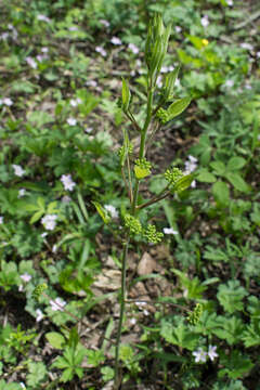 Image of upright carrionflower