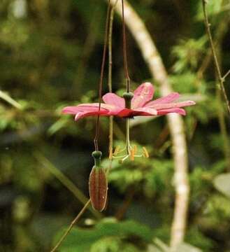 Imagem de Passiflora antioquiensis Karst.