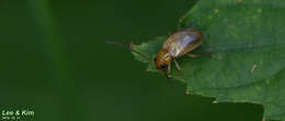 Image of <i>Monolepta shirozui</i>