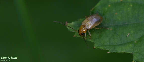 Image of <i>Monolepta shirozui</i>