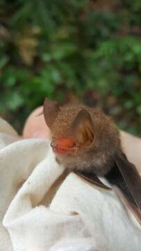 Image of Clear-winged Woolly Bat