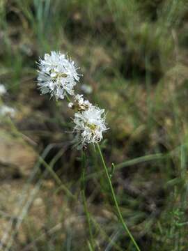 Image of roundhead prairie clover