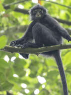 Image of Banded Langur