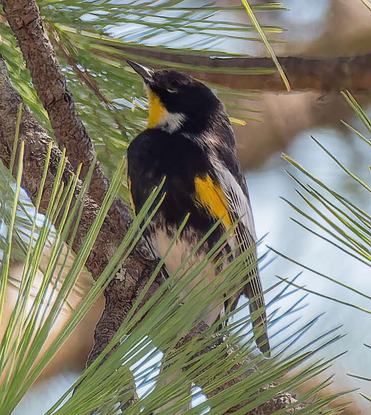 Image of Setophaga coronata goldmani