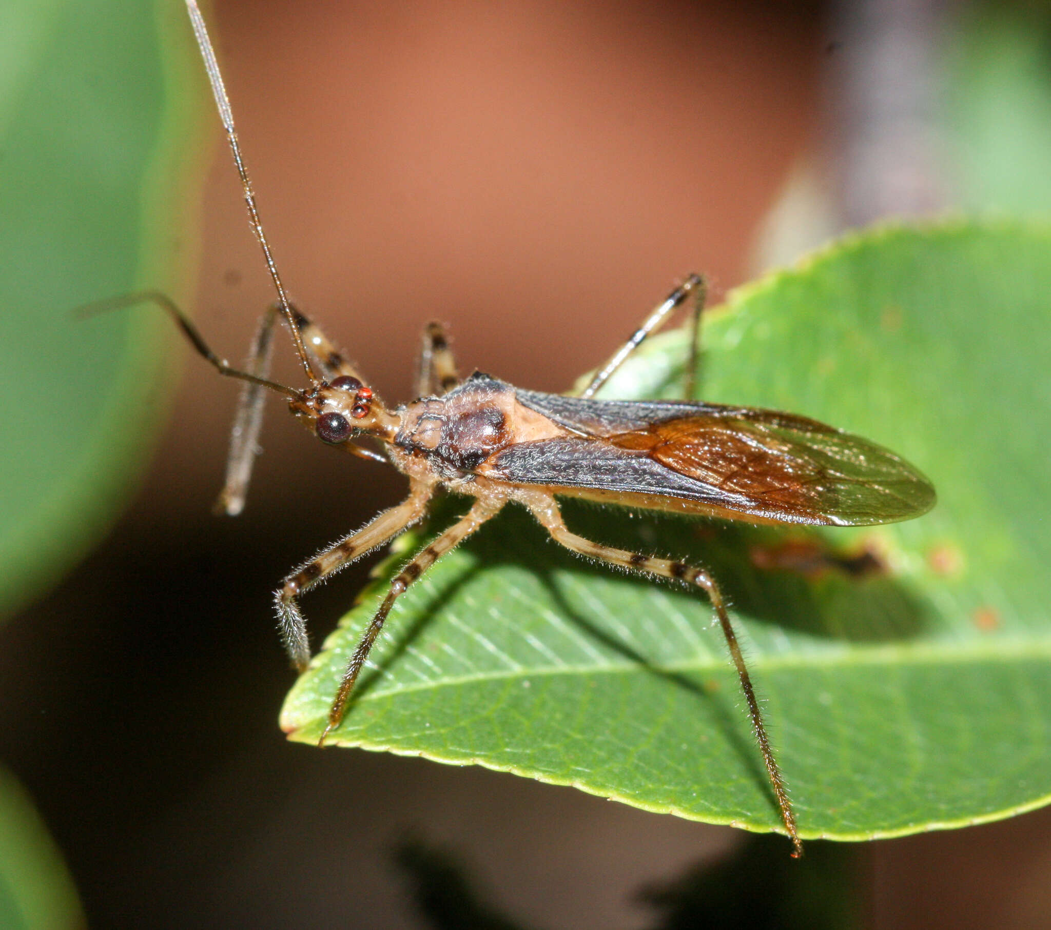 صورة Castolus ferox (Banks 1910)