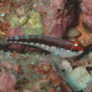 Wheelerigobius wirtzi Miller 1988的圖片