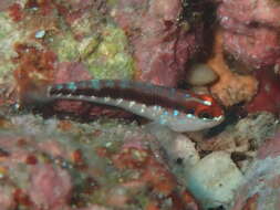 صورة Wheelerigobius wirtzi Miller 1988