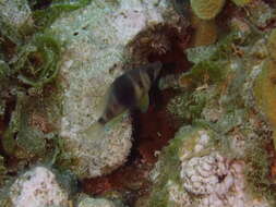 Image of Barred Hamlet