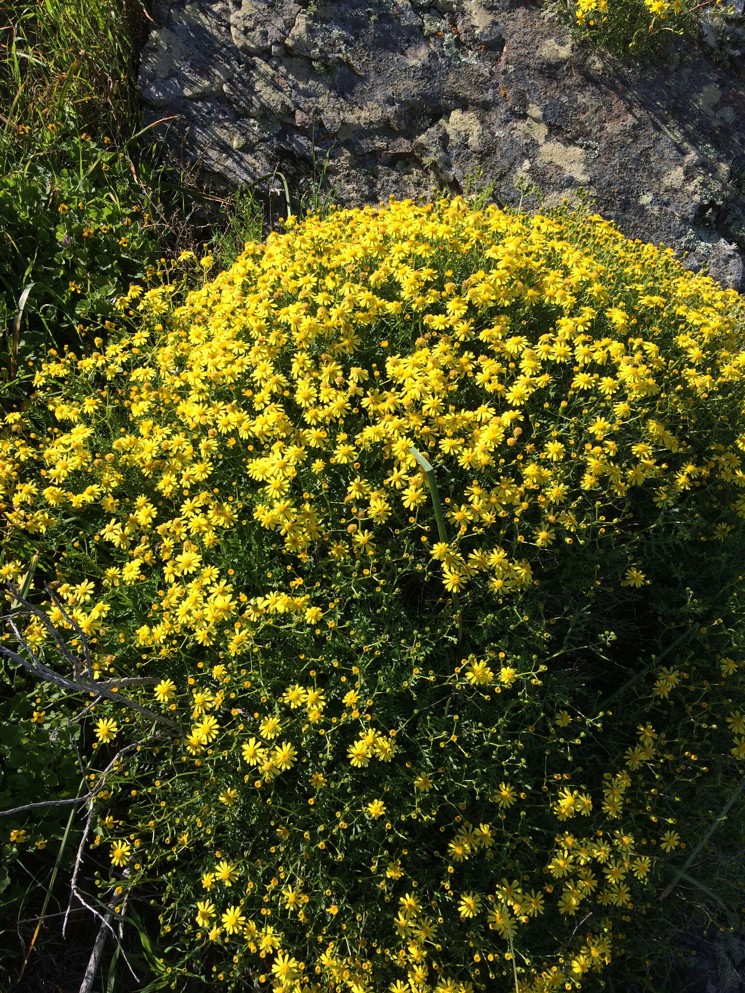 Plancia ëd Senecio lyonii A. Gray ex Lyon