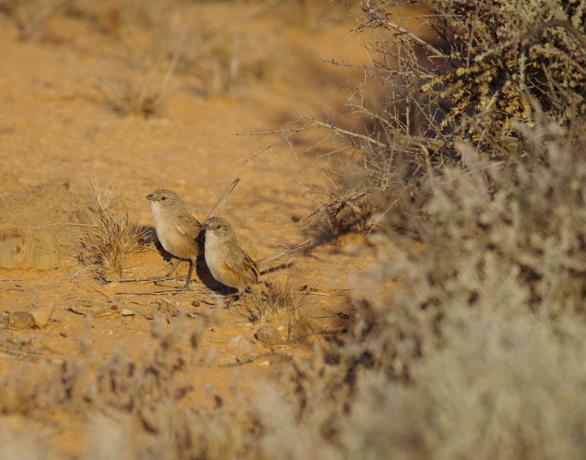 Image of Thick-billed Grasswren