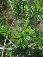 Слика од Ilex myrtifolia Lam.