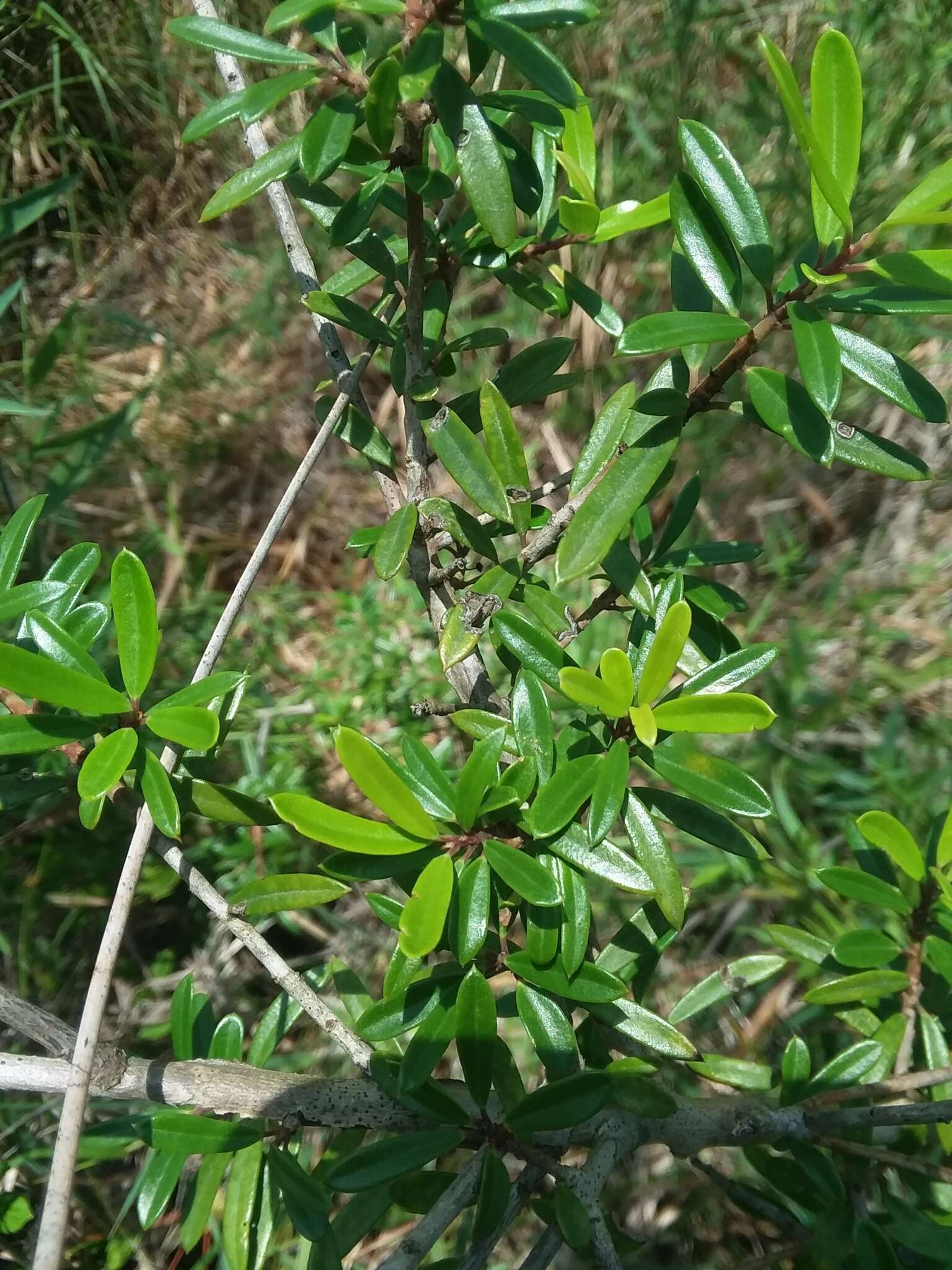 Imagem de Ilex myrtifolia Lam.