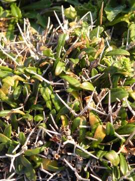 صورة Cichorium spinosum L.