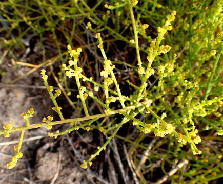 Image of Thesium confusum J. C. Manning & F. Forest