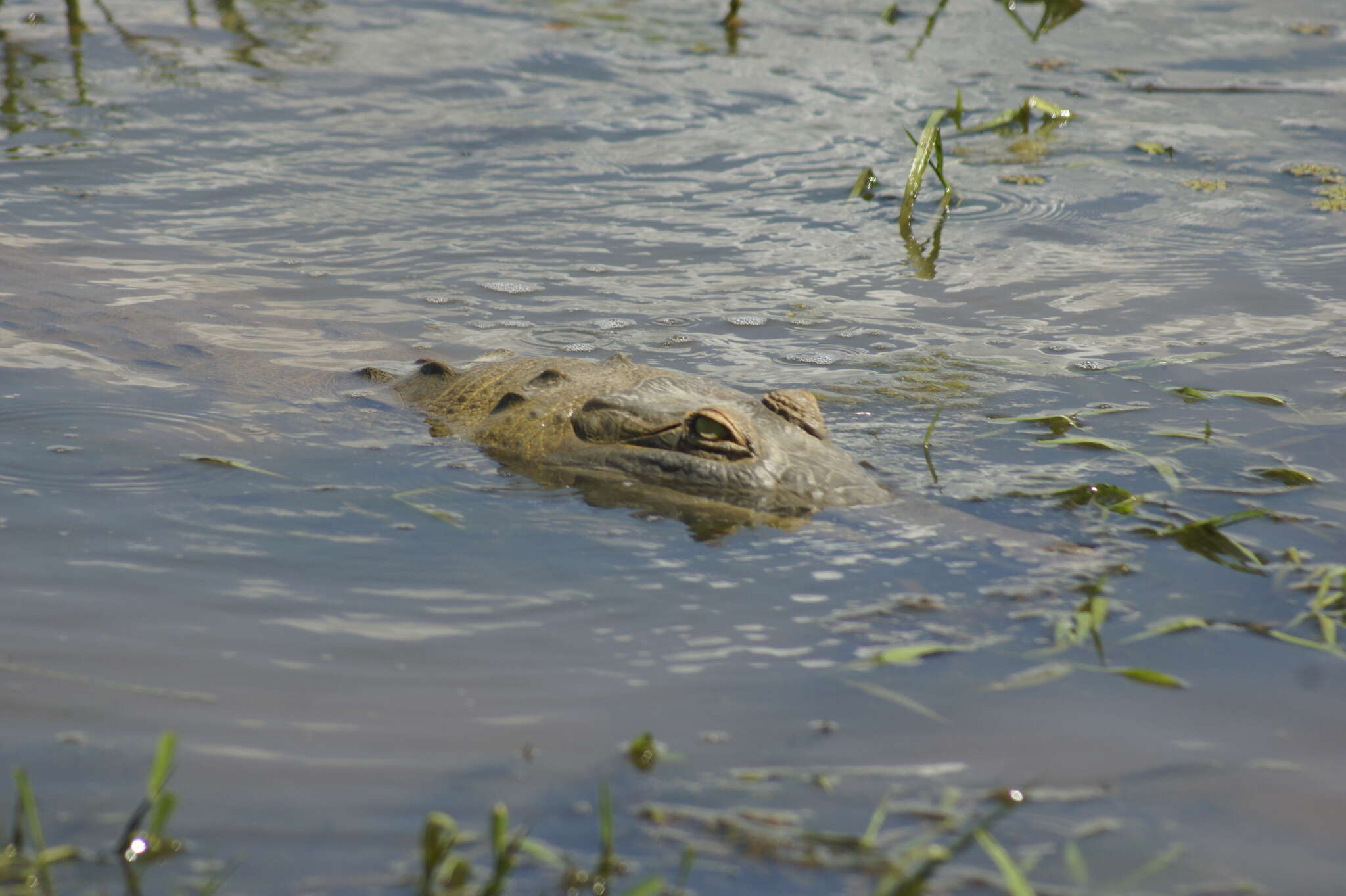 Image of Orinoco Crocodile