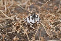 Imagem de Melanargia titea Klug 1832