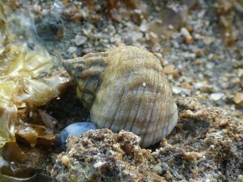 Image of Echinolittorina australis (Gray 1826)