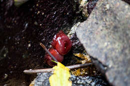 Image of maroon anemone