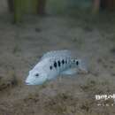 Image of Minckley's cichlid