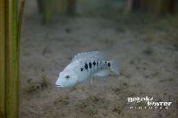 Image of Minckley's cichlid