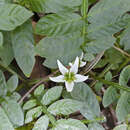 Image of Solanum reptans Bunb.