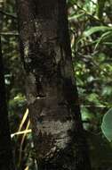 Cryptocarya guillauminii Kostermans的圖片