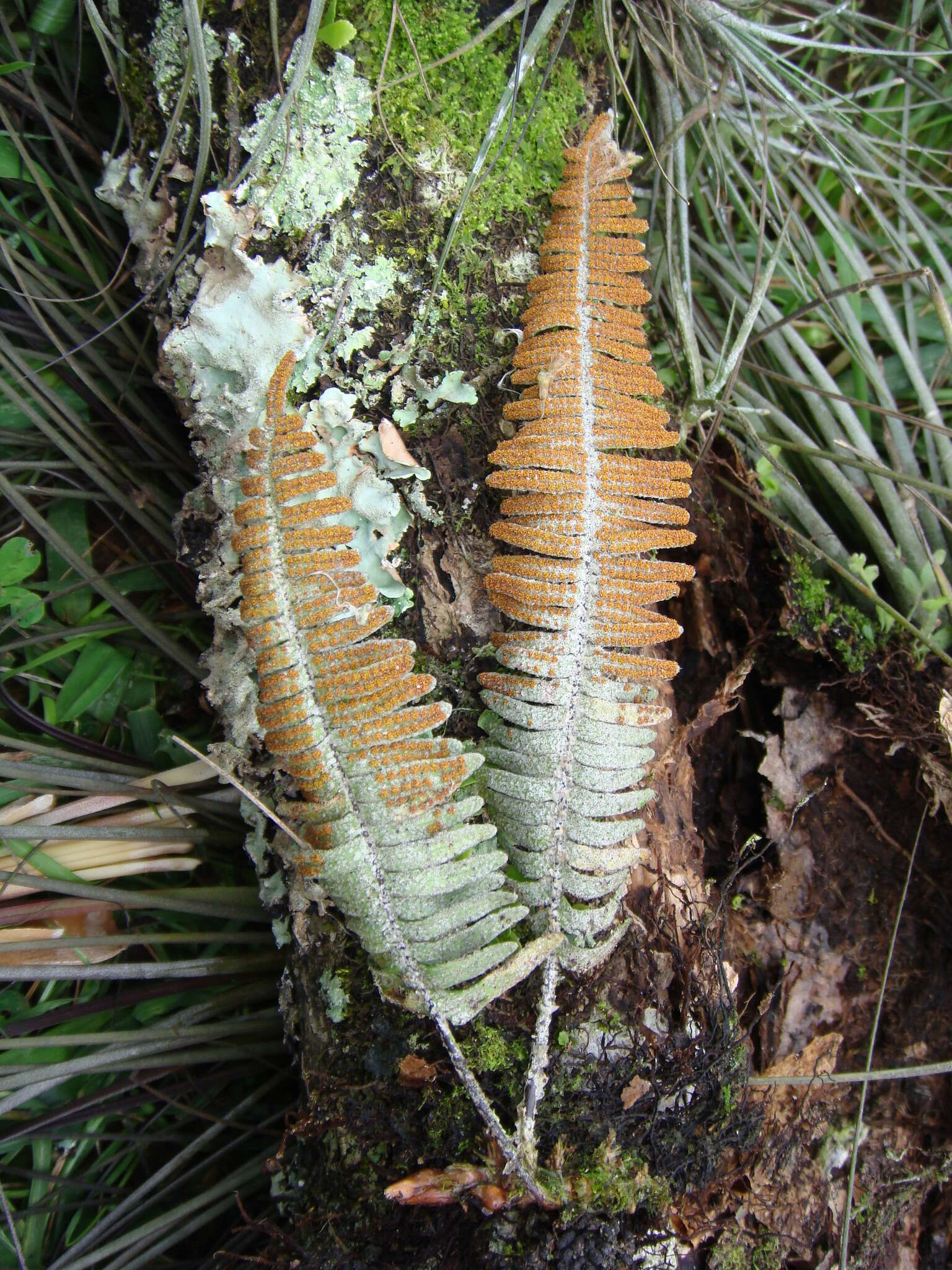 Image of Pleopeltis furfuracea (Schltdl. & Cham.) A. R. Sm. & Tejero