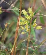 Image of Savannah Milkweed