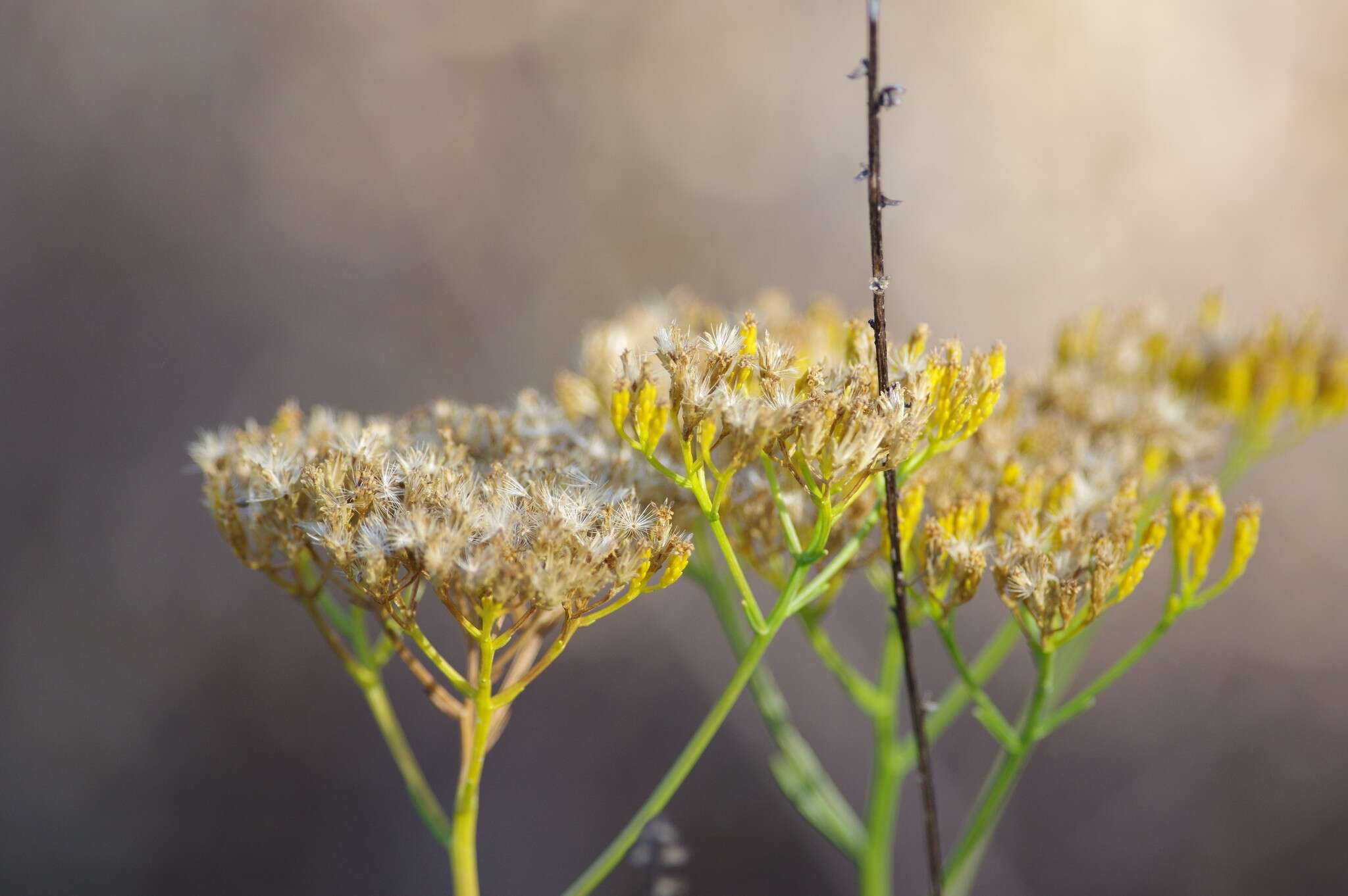 Image of Pineland Rayless-Goldenrod