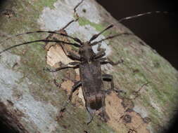 Image of Acalolepta formosana (Breuning 1935)