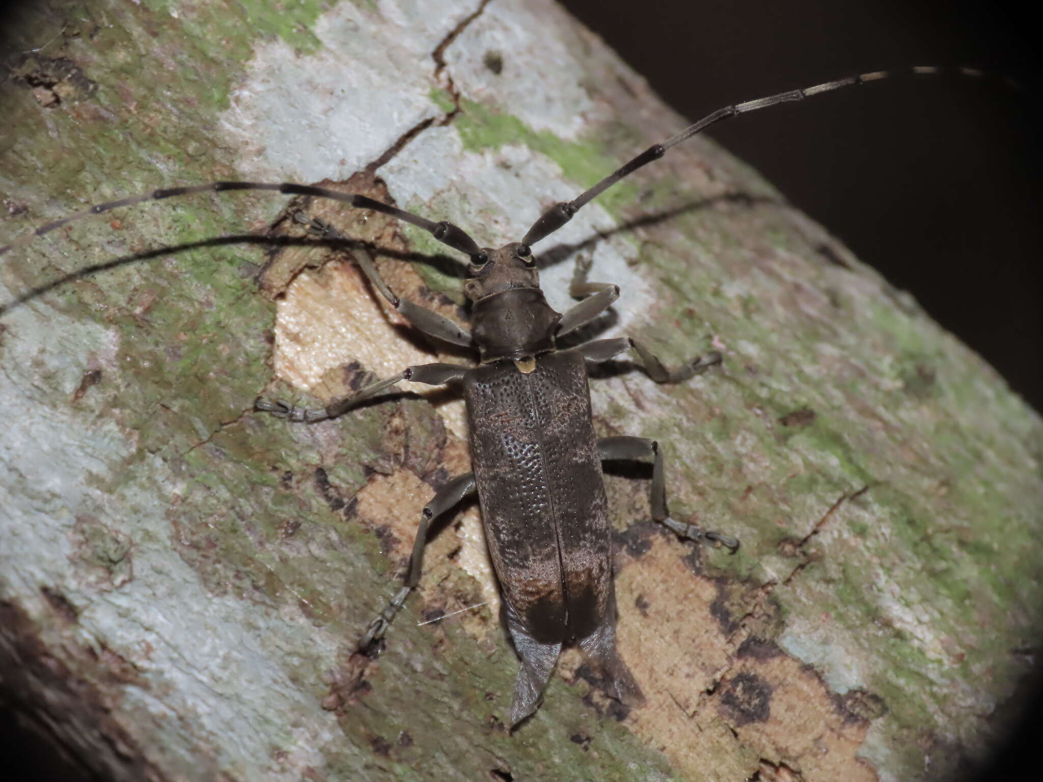 Image of Acalolepta formosana (Breuning 1935)