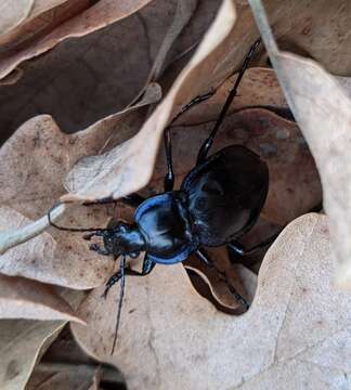 Image of Carabus (Tanaocarabus) finitimus Haldeman 1852