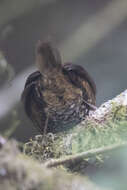 Image of Rufous-throated Wren Babbler