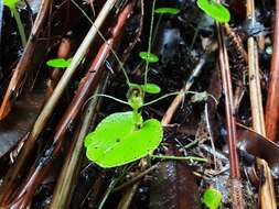 Image of Corybas papa Molloy & Irwin