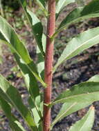 Image of Oenothera subterminalis R. R. Gates