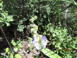 Imagem de Salvia africana L.