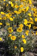 صورة Coreopsis calliopsidea (DC.) A. Gray