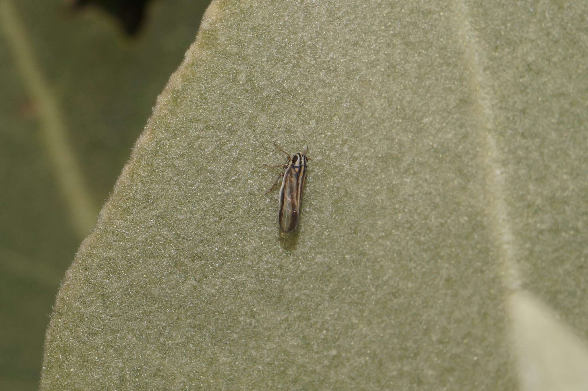 Image of Eurybregma (Eurybregma) nigrolineata Scott 1875