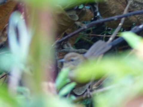 Image of Cameroon Scrub-warbler